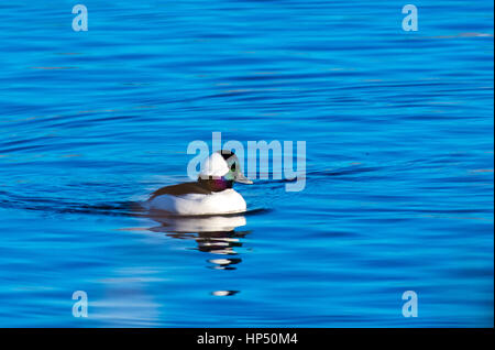 Einen schönen männlichen Bufflehead Ente und irisierende Federn Schwimmen in einem See Stockfoto