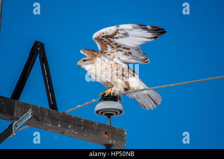 Eine schöne eisenhaltigen Hawk Landung auf einem Strommast Stockfoto