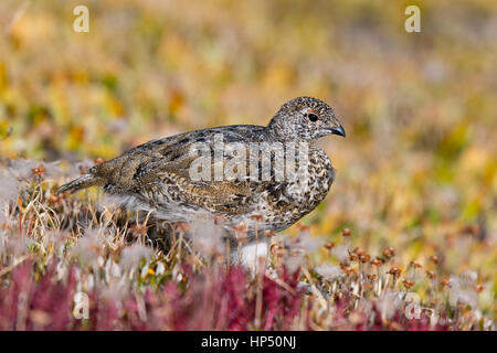 Eine White-tailed Ptarmigan Küken Nahrungssuche die Rocky Mountains für Lebensmittel Stockfoto