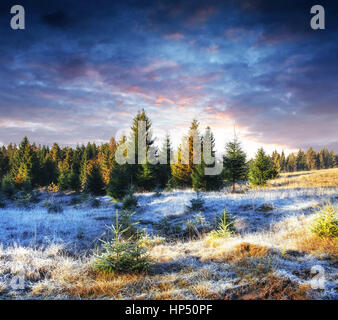 zauberhafte Winterschnee bedeckten Baum. Sonnenuntergang in den Karpaten. UKR Stockfoto