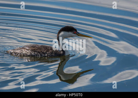 Ein Western Grebe Schwimmen in einem ruhigen See Stockfoto