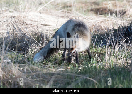 Einen schönen roten Fuchs auf der Jagd nach Beute Stockfoto