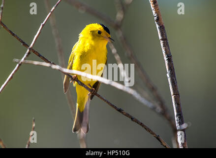 Eine brillante Wilson's Warbler thront auf einem Ast Stockfoto