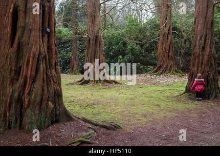 Dawn Redwood macht einen feinen Baum jetzt vertraut in Parks und Gärten und hier Beispiele in Tatton Park, Knutsford, Cheshire, Großbritannien Stockfoto