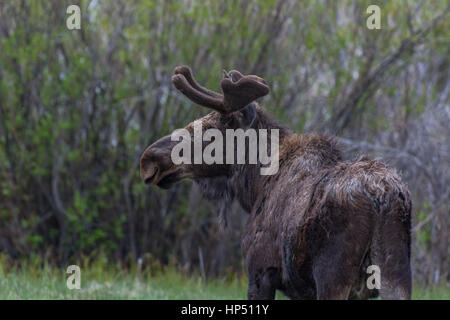 Ein Bull Moose in Velvet Geweih in einem Sumpf Stockfoto