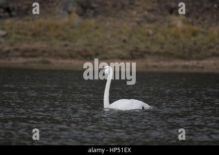 Eine schöne Trompeter Schwan in Yellowstone National Park Stockfoto