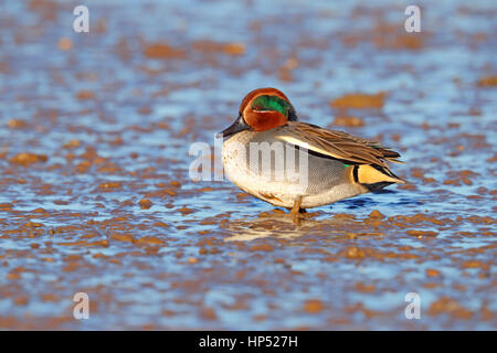 Erwachsenen Drake eurasischen oder gemeinsame Teal Anas Vogelarten zu Fuß auf einer Flussmündung im Winter in North Norfolk, Großbritannien Stockfoto