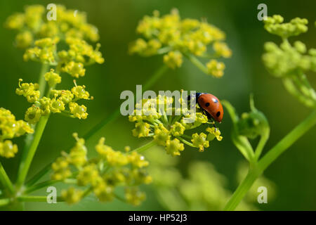 die Glücksfee Stockfoto
