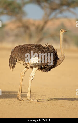 Weibliche Strauß (Struthio Camelus) im natürlichen Lebensraum, Kalahari-Wüste, Südafrika Stockfoto