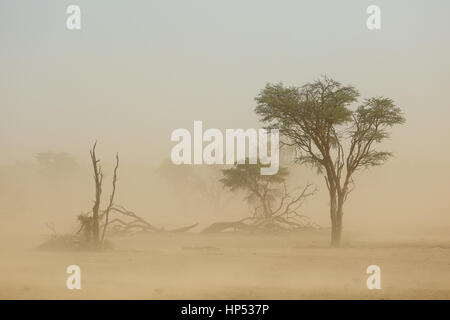 Landschaft mit Bäumen während einer schweren Sandsturm in der Wüste Kalahari, Südafrika Stockfoto