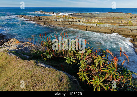 Malerische Küste mit blühenden Aloe, Garden Route National Park, Südafrika Stockfoto