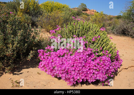 Bunte Wildblumen, Namaqualand, Northern Cape, Südafrika Stockfoto