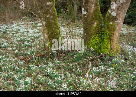 Tal vor den Toren WheddonCross auf Exmoor, die vermutlich mit Schneeglöckchen von Mönchen vor vielen Jahrhunderten nun einen Teppich von Galanthus gepflanzt worden sein. Stockfoto