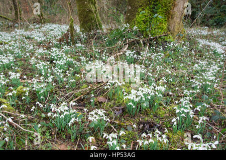 Tal vor den Toren WheddonCross auf Exmoor, die vermutlich mit Schneeglöckchen von Mönchen vor vielen Jahrhunderten nun einen Teppich von Galanthus gepflanzt worden sein. Stockfoto