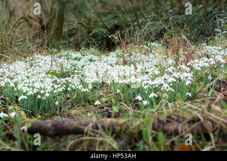 Tal vor den Toren WheddonCross auf Exmoor, die vermutlich mit Schneeglöckchen von Mönchen vor vielen Jahrhunderten nun einen Teppich von Galanthus gepflanzt worden sein. Stockfoto