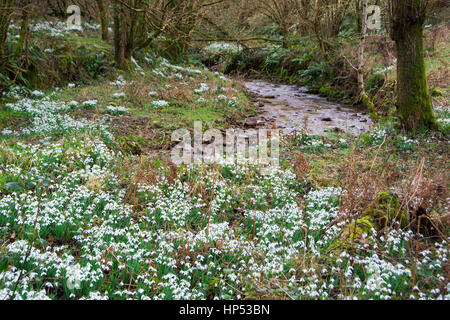 Tal vor den Toren WheddonCross auf Exmoor, die vermutlich mit Schneeglöckchen von Mönchen vor vielen Jahrhunderten nun einen Teppich von Galanthus gepflanzt worden sein. Stockfoto