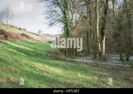 Tal vor den Toren WheddonCross auf Exmoor, die vermutlich mit Schneeglöckchen von Mönchen vor vielen Jahrhunderten nun einen Teppich von Galanthus gepflanzt worden sein. Stockfoto