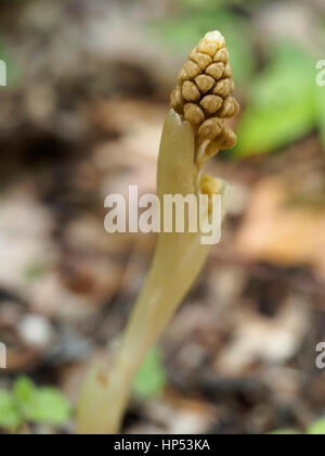 Gemeinsamen Toothwort, eine parasitische Pflanze Stockfoto