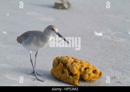 Willett, Fütterung in Florida Stockfoto