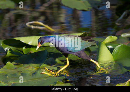 Neue Welt lila Gallinule gehen auf Blätter in Florida Stockfoto