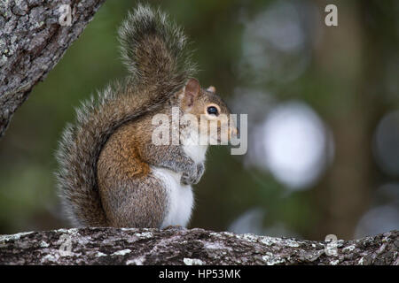 Östliche Grauhörnchen in Florida Stockfoto