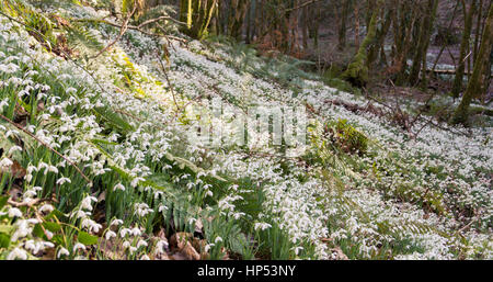 Tal vor den Toren WheddonCross auf Exmoor, die vermutlich mit Schneeglöckchen von Mönchen vor vielen Jahrhunderten nun einen Teppich von Galanthus gepflanzt worden sein. Stockfoto