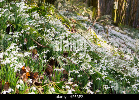 Tal vor den Toren WheddonCross auf Exmoor, die vermutlich mit Schneeglöckchen von Mönchen vor vielen Jahrhunderten nun einen Teppich von Galanthus gepflanzt worden sein. Stockfoto