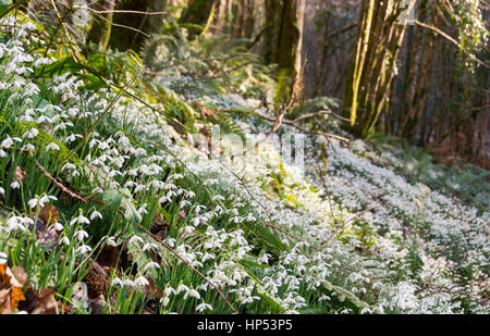 Tal vor den Toren WheddonCross auf Exmoor, die vermutlich mit Schneeglöckchen von Mönchen vor vielen Jahrhunderten nun einen Teppich von Galanthus gepflanzt worden sein. Stockfoto