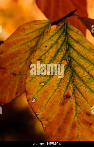 Farbe outdoor Laub Makro von grünes Licht braune Blätter im Herbst im hellen Sonnenschein Stockfoto