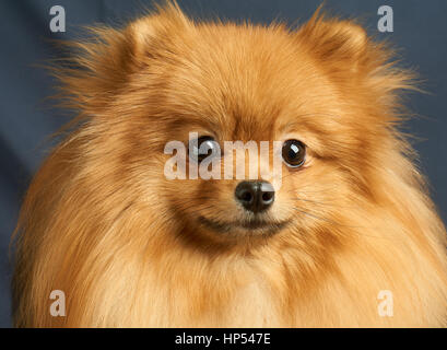 Close-up Portrait von einem roten Pommerschen Hund Stockfoto