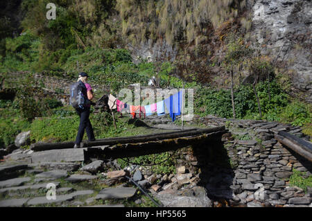 Weibliche Trekker überqueren Holzbrücke Log in der Gurung Lodge am Ban Thanti im Annapurna Sanctuary, Himalaya, Nepal, Asien Stockfoto