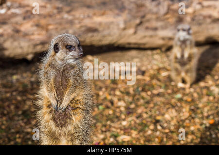 Ein paar Erdmännchen aktiv im Auge behalten, in der Ferne auf Anzeichen von Gefahr auf einem Bauernhof in der Nähe von Liverpool. Stockfoto