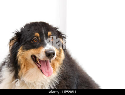 Porträt von eine große schwere grob fettleibig Übergewicht schwarz braune und weiße Collie Hund auf die Zuschauer richtig, Mund mit Zunge hängt heraus öffnen, Hose Stockfoto