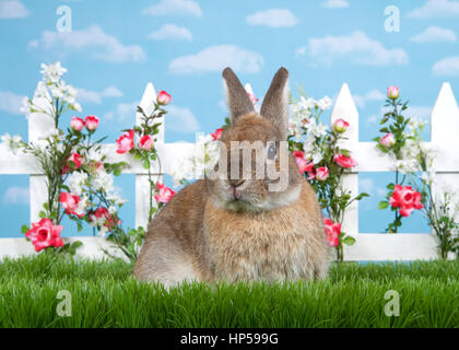 Brauner Zwerg Kaninchen sitzen im grünen Rasen, Betrachter zugewandt. Weißen Lattenzaun mit kleinen rosa Rosen. Blauem Hintergrund Himmel mit Wolken. Kopieren Sie Raum. Stockfoto