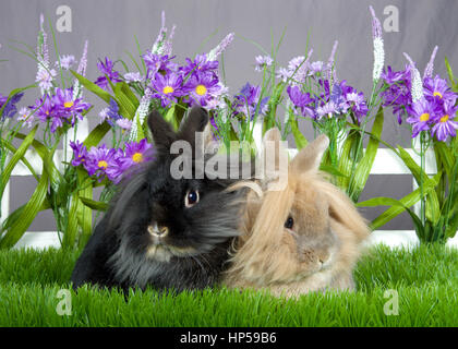 Eine kleine braune lange Haare Hase sitzen nächsten o eine kleine schwarze langhaarige Hase, Verlegung in grünen Rasen vor einen weißen Lattenzaun mit lila f Stockfoto