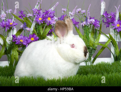 kleine weiße und braune Zwerg Hase mit rosa Augen sitzen im grünen Rasen vor einen weißen Lattenzaun mit lila Blüten von einer grauen Wand Stockfoto