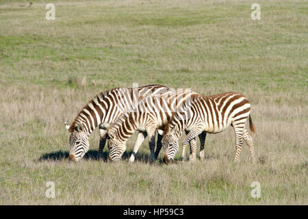 Drei Zebras grasen auf neue grüne Wiese zwischen alten braunen Trockenrasen in einem Feld Stockfoto