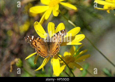 Vanessa Cardui ist ein bekannter bunten Schmetterling, bekannt als der Distelfalter oder in Nordamerika als das cosmopolitan Stockfoto