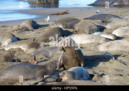 Männliche Elefanten Dichtung immer bereit zu versuchen und mit einem Weibchen paaren. ein hochrangiger Bulle kann einen Harem von 30 – 100 Kühe, abhängig von seiner Größe und dann haben. Stockfoto