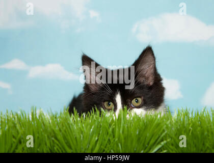 Schwarz / weiß Mittellanges Haar Kätzchen kauerte lange Gras, blauer Hintergrund Himmel mit Wolken. Textfreiraum Stockfoto