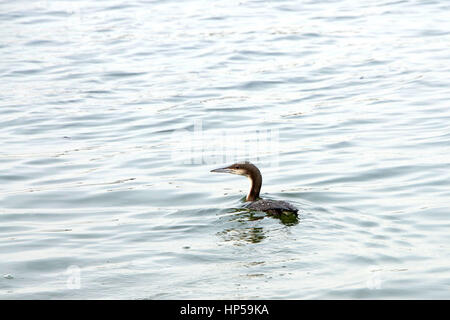 doppelte crested Kormoran Schwimmen vom Betrachter in ruhigen Plätschern des Wassers Bucht, auf der Suche nach Zuschauern links. Stockfoto