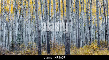 Wald von Espe Bäume im Herbst Stockfoto