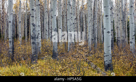 Espe Bäume im Herbst Stockfoto