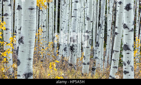 Wald von Aspen Bäume im Jasper Nationalpark, Alberta, Kanada Stockfoto