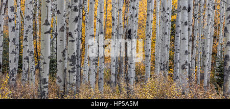 Espe Bäume im Herbst in der Wildnis von Jasper Nationalpark, Kanada Stockfoto