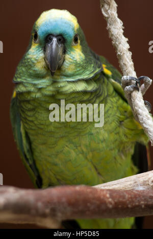 Die türkis-fronted-Amazone (Amazona Aestiva) Stockfoto