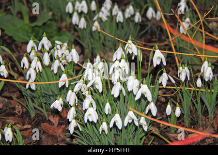 Zeitigen Frühjahr Schneeglöckchen in der "Wildnis", Hampton Court Palace. 18. Februar 2017. East Molesey, Surrey, England, Großbritannien, Vereinigtes Königreich, UK, Europa Guthaben: Ian Flasche/Alamy Live-Nachrichten Stockfoto