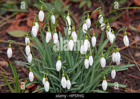 Zeitigen Frühjahr Schneeglöckchen in der "Wildnis", Hampton Court Palace. 18. Februar 2017. East Molesey, Surrey, England, Großbritannien, Vereinigtes Königreich, UK, Europa Guthaben: Ian Flasche/Alamy Live-Nachrichten Stockfoto