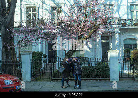 London, UK. 18. Februar 2017. Es mildes Wetter in London bringt frühen Knospen heraus auf Cherry Blossom Baum.  © Claire Doherty/Alamy Live News Stockfoto