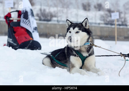 Togliatti, Samara Region, Russland. 11. Februar 2017. 11. Februar 2017 - Togliatti, Gebiet Samara, Russland - Vorbereitung für Wolga Quest ist eine jährliche internationale Schlittenhunderennen im zentralen Teil von Russland. Es ist eine lange Strecke Rennen 520 km, 7 Tage entlang der Wolga. Bildnachweis: Katrina Kochneva/ZUMA Draht/Alamy Live-Nachrichten Stockfoto